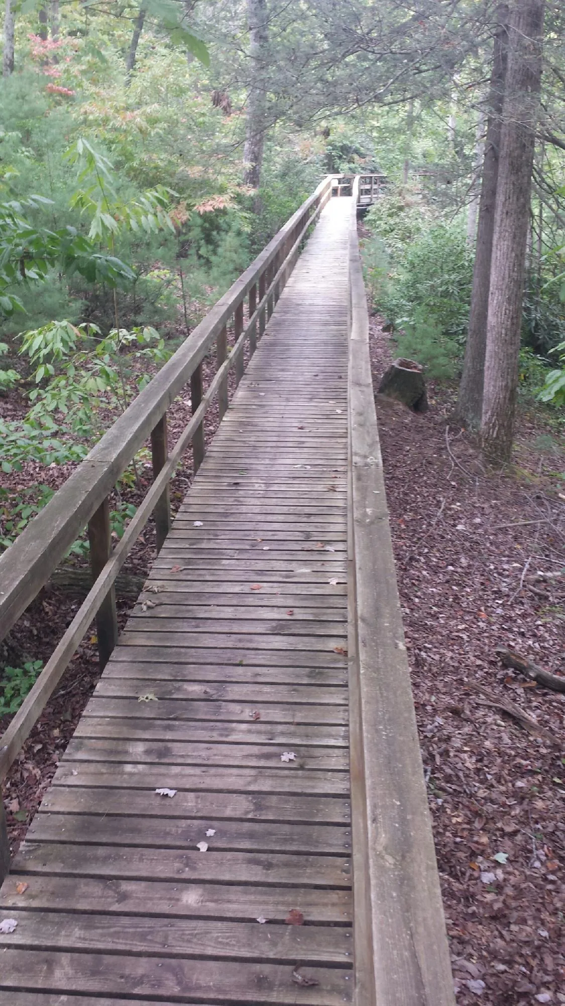 Long wood walkway with handrails built through the woods in Tippecanoe
